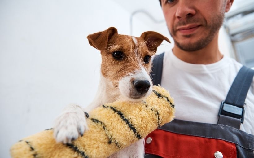 Pet Safety During Home Renovation